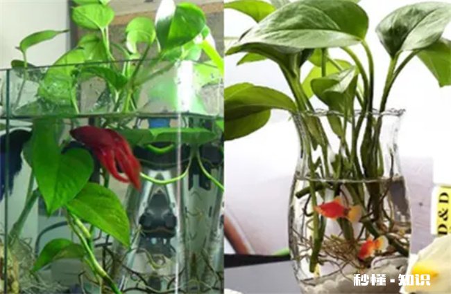 绿萝可以放鱼缸里和鱼一起养吗 绿萝有毒可以在鱼缸里和鱼一起养吗