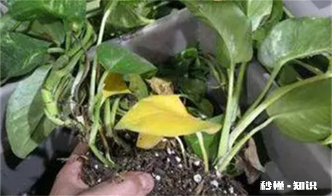 绿萝能开花吗 绿萝能开花吗