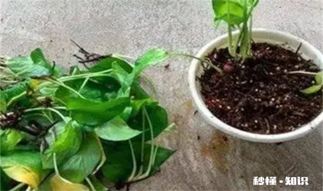 绿萝能开花吗 绿萝能开花吗