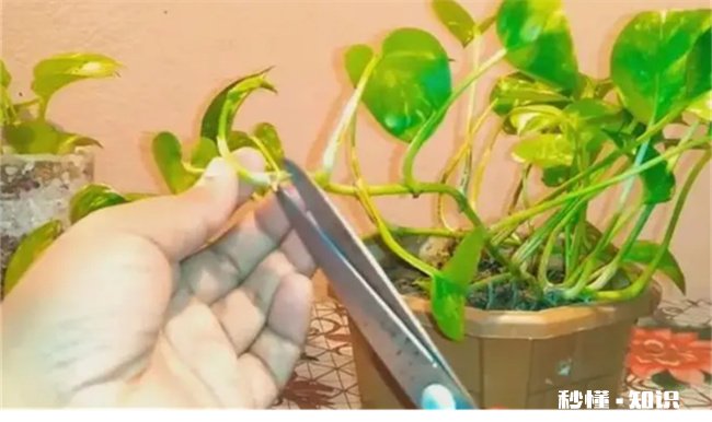 绿萝能开花吗 绿萝能开花吗