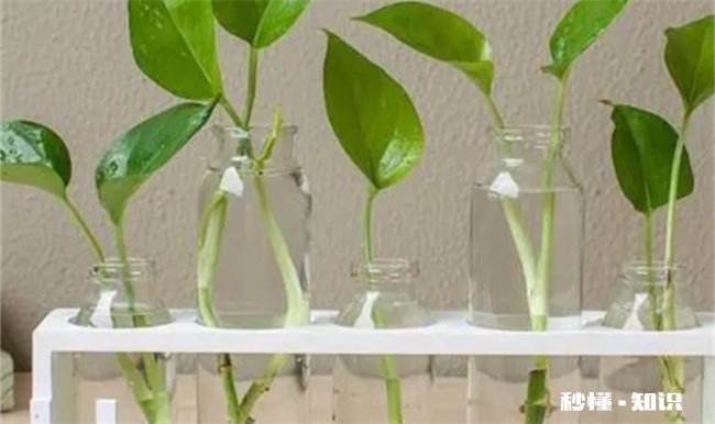 绿萝剪枝放水里能活吗 绿萝剪叶子放水里能活吗