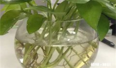 绿萝剪枝放水里能活吗 绿萝剪叶子放水里能活吗