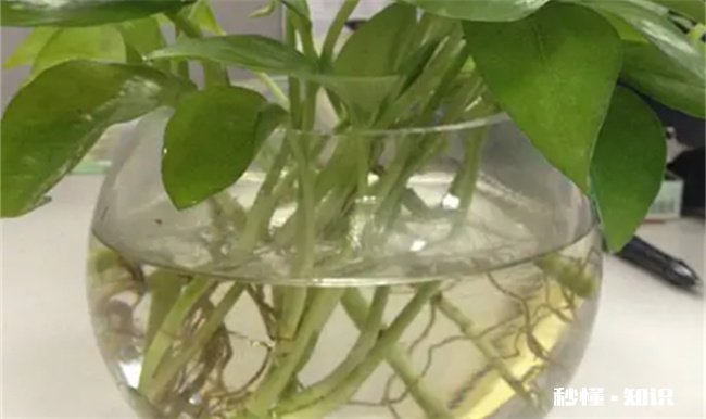 绿萝剪枝放水里能活吗 绿萝剪叶子放水里能活吗