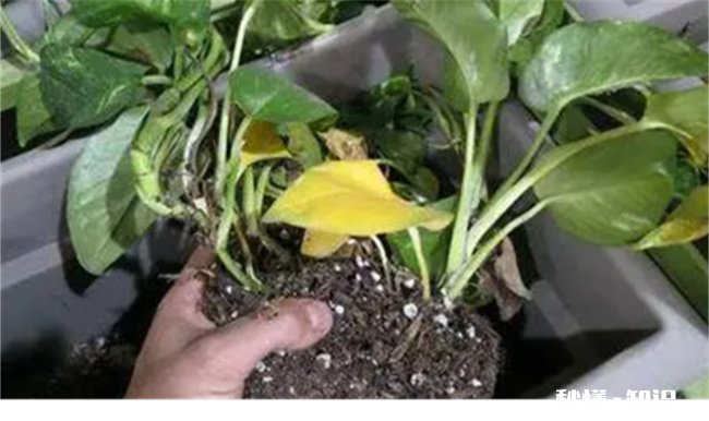 绿萝剪枝放水里能活吗 绿萝剪叶子放水里能活吗