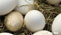 鹅蛋不适合什么人群吃 鹅蛋什么人不适宜吃