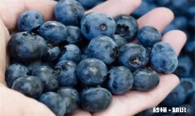 小孩吃蓝莓一天吃多少为宜 蓝莓宝宝一天吃多少为宜
