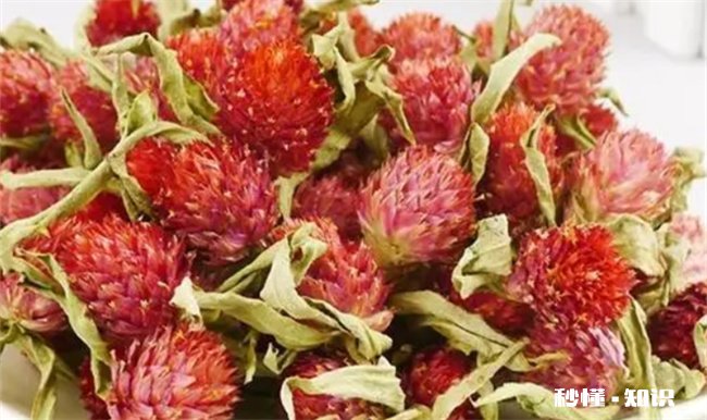 红巧梅可以祛斑吗 红巧梅喝多久能祛斑