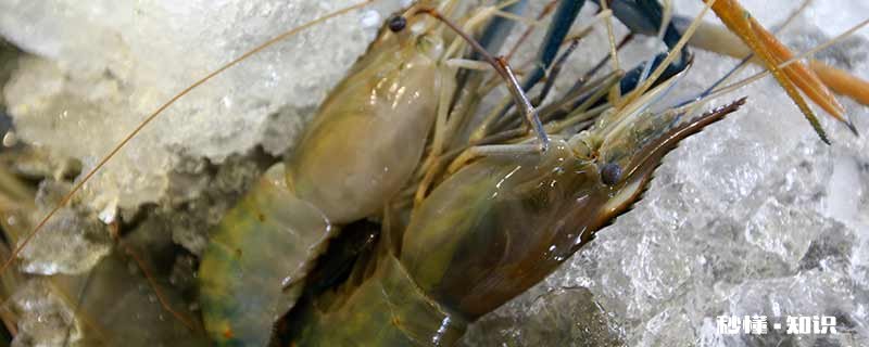 河虾的生存环境要求高吗 河虾的生存环境要求高吗为什么