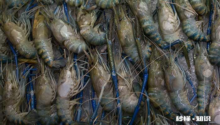 河虾的生存环境要求高吗 河虾的生存环境要求高吗为什么