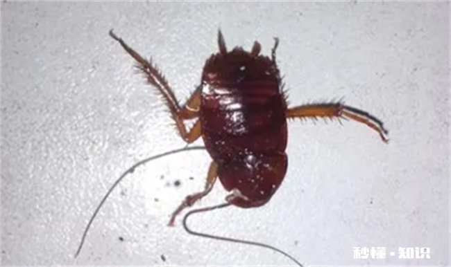 蟑螂会爬到熟睡的人身上吗 睡觉时蟑螂会爬到人身上吗