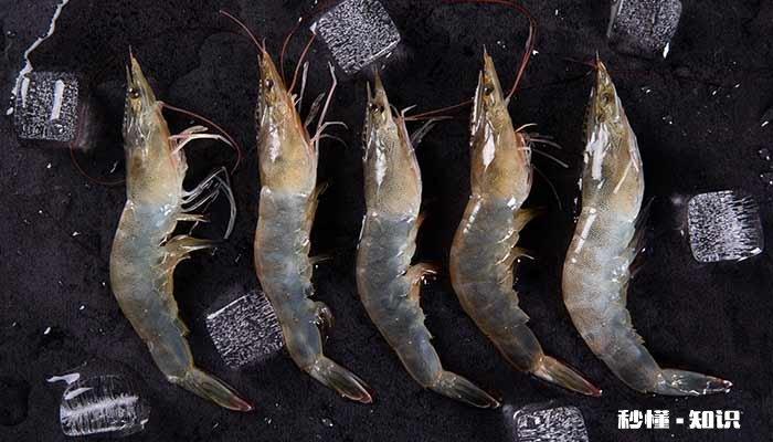 虾吃什么 虾吃什么才能养活