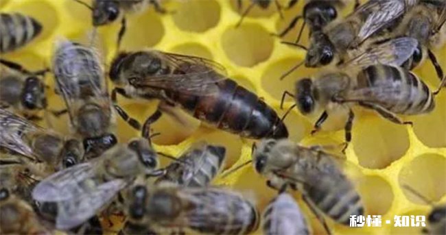 蜂王死了蜂群会跑吗 蜂王死了蜂群为什么不会跑
