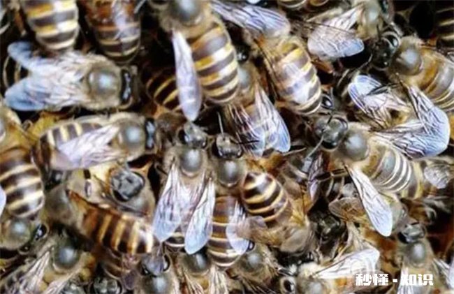 蜂王死了蜂群会跑吗 蜂王死了蜂群为什么不会跑