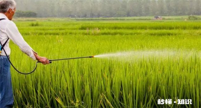绿竹米是转基因大米吗 绿竹米是不是转基因