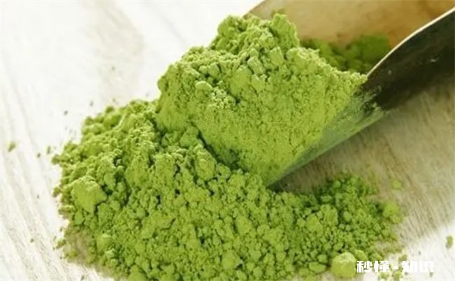 抹茶粉是增肥的还是减肥的 抹茶粉泡茶真的可以减肥吗