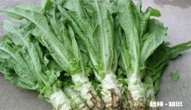 莴笋叶子能吃吗 莴笋叶子能吃吗凉拌