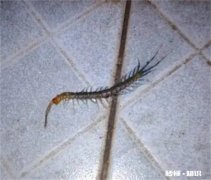 蜈蚣会从卫生间下水道上来吗 下水道为什么有蜈蚣
