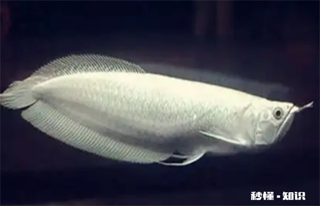 银龙鱼三天不喂食会死吗 银龙鱼三天不吃怎么办