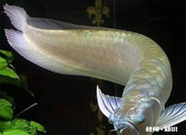 银龙鱼三天不喂食会死吗 银龙鱼三天不吃怎么办