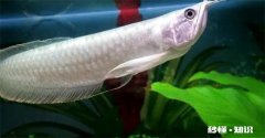 银龙鱼三天不喂食会死吗 银龙鱼三天不吃怎么办