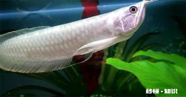 银龙鱼三天不喂食会死吗 银龙鱼三天不吃怎么办