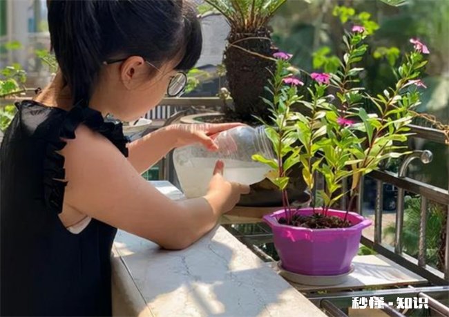 茶花的养殖方法和注意事项有哪些 茶花的养殖方法和注意事项