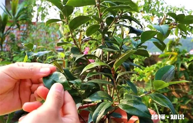 茶花的养殖方法和注意事项有哪些 茶花的养殖方法和注意事项