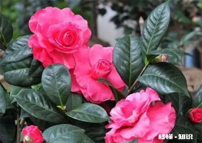 茶花的养殖方法和注意事项有哪些 茶花的养殖方法和注意事项