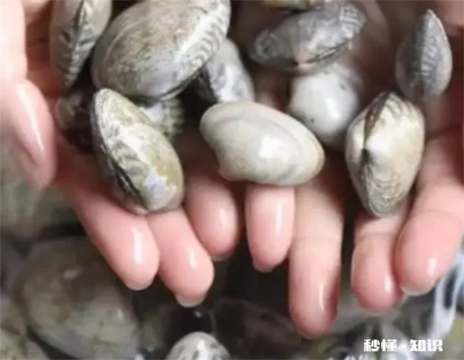 花蛤放自来水里能活12小时吗 花蛤放入淡水能活几天