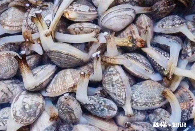 花蛤放自来水里能活12小时吗 花蛤放入淡水能活几天