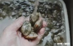 花蛤放自来水里能活12小时吗 花蛤放入淡水能活几天