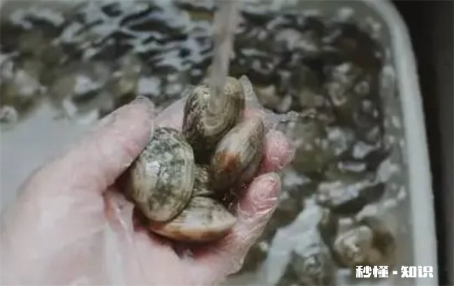 花蛤放自来水里能活12小时吗 花蛤放入淡水能活几天