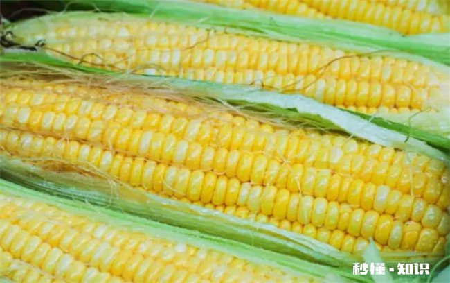 玉米热量计算是加上棒子吗 玉米100克的热量算不算玉米棒