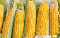 玉米热量计算是加上棒子吗 玉米100克的热量算不算玉米棒