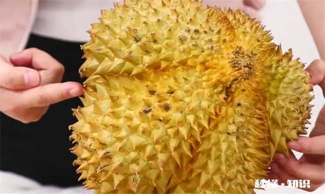 榴莲要挑什么样的才又香又甜 榴莲要挑什么样的才好吃