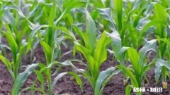 夏至下雨后还能赶上种玉米吗 梅雨季节可以种玉米吗