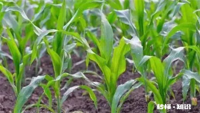夏至下雨后还能赶上种玉米吗 梅雨季节可以种玉米吗