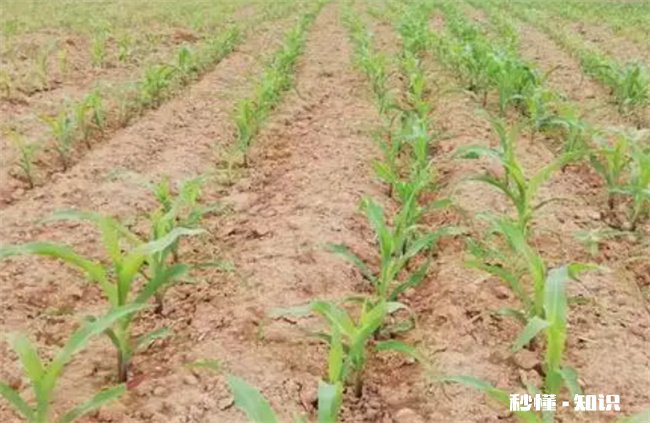 夏至下雨后还能赶上种玉米吗 梅雨季节可以种玉米吗