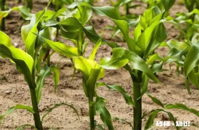 夏至下雨后还能赶上种玉米吗 梅雨季节可以种玉米吗