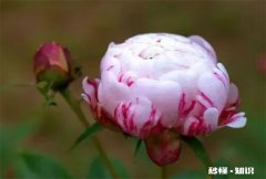 芍药为什么叫鬼花 芍药是什么鬼