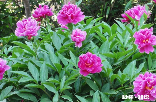 芍药为什么叫鬼花 芍药是什么鬼