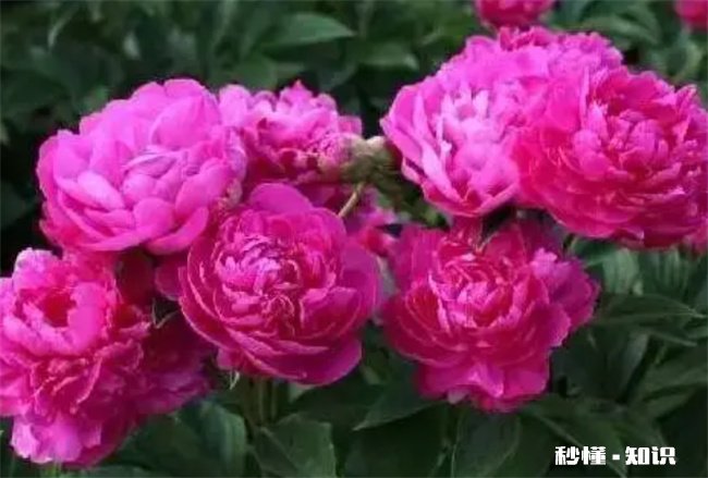 芍药为什么叫鬼花 芍药是什么鬼