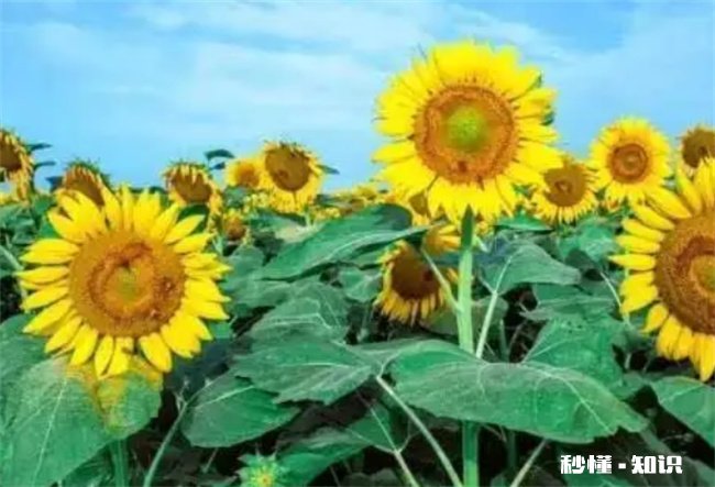 向日葵几点开花 向日葵开花时间一般是几点
