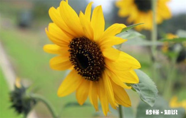 向日葵几点开花 向日葵开花时间一般是几点