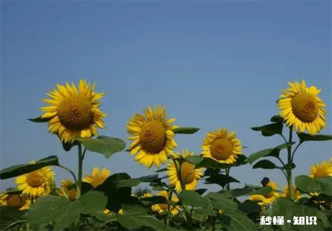 向日葵几点开花 向日葵开花时间一般是几点