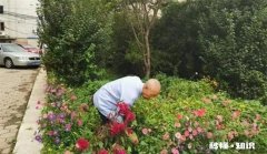 小区绿化带可以种花吗 小区绿化带可以种花吗北方