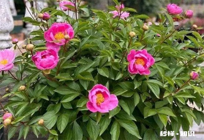 为什么家里不能养芍药花 为什么家里不能养芍药花草