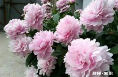 为什么家里不能养芍药花 为什么家里不能养芍药花草