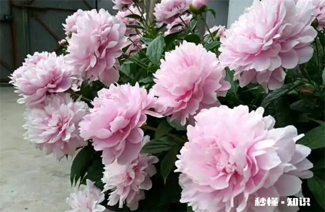 为什么家里不能养芍药花 为什么家里不能养芍药花草