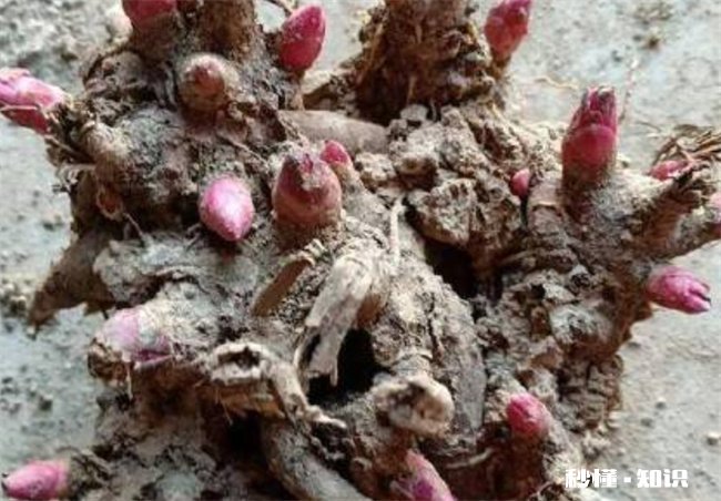 新鲜芍药根怎么吃 新鲜芍药根怎么吃效果最好